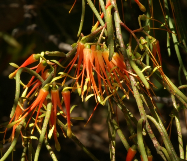 Amyema preissii